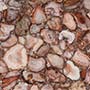 Petrified Red